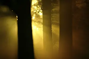 Sunbeams breaking through forest