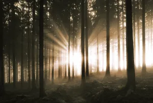 Sunbeams breaking in the morning mist in the coniferous forest