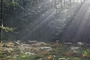 Sunbeams in the coniferous forest