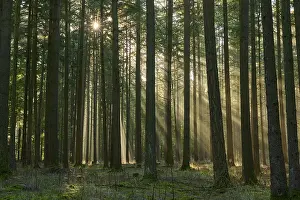 Sunbeams, coniferous forest, fog