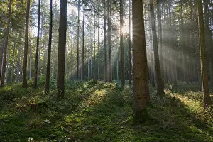 Sunbeams, coniferous forest, trees