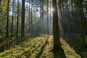 Sunbeams, coniferous forest, trees