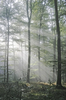 Sunbeams are crossing sideways in the foggy beech forest