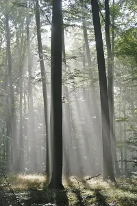 Sunbeams are crossing sideways in the foggy beech forest