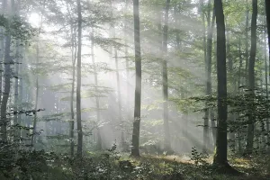 Sunbeams are crossing sideways in the foggy beech forest