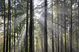 Sunbeams, forest, fog, sunbeam