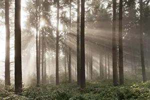 Sunbeams in the forest with morning mist