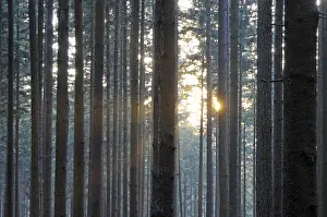 Sunbeams, forest, rays, tree, trees