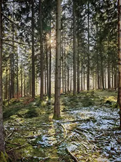 Sunbeams through high spruces (picea)