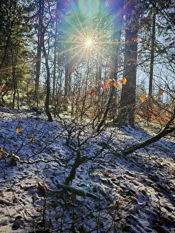 Sunbeams illuminate a snowy forest with orange leaves