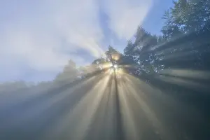 Sunbeams penetrate the trees in a misty forest under a blue sky