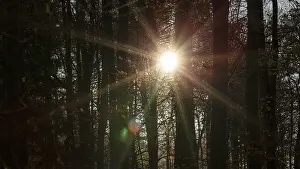 Sunbeams shine through autumnal beech forest