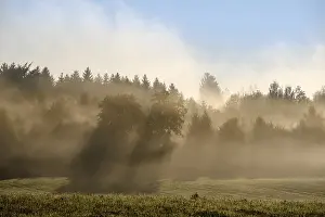 Sunbeams shine through forest in the morning mist