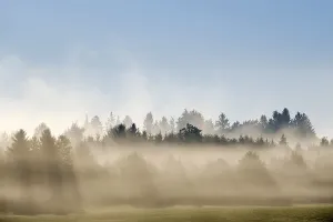 Sunbeams shine through forest in the morning mist