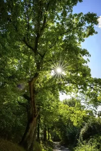 Sunbeams shine through the leaves of a large tree on a forest path