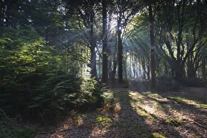Sunbeams shining through tree trunks in forest
