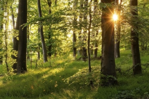 Sunbeams with sun star between the trunks of tall beech trees in an idyllic spring forest with green forest floor