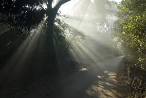 Category Historic EN Prints: Sunbeams through tree on road at Anjarle village