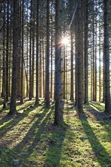 Sunbeams between tree trunks in a spruce forest with shadows on the mossy forest floor