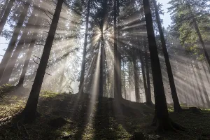 Sunbeams between trees in the forest