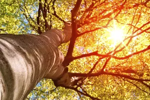 Sunbeams through treetop
