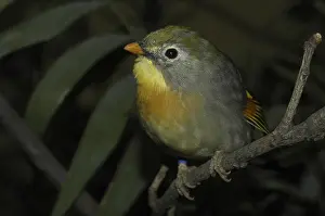 Sunbird, Chinese nightingale (Leiothrix lutea)