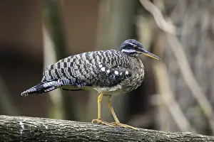 Sunbittern (Eurypyga helias), adult