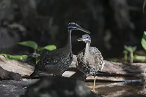 Two sunbittern (Eurypyga helias) standing in the water of a forest creek