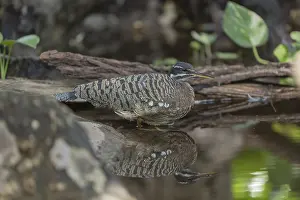 One sunbittern (Eurypyga helias) standing in the water of a forest creek