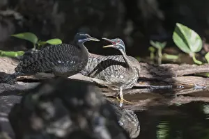 Two sunbittern (Eurypyga helias) standing in the water of a forest creek