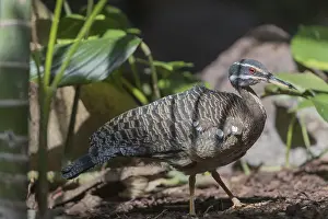 One sunbittern (Eurypyga helias) walking on the forest floor searching for food