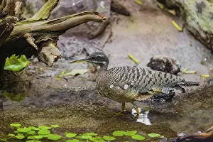 A sunbittern (Eurypyga helias) walks through a shallow creek in a forest searching for food