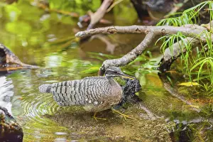 A sunbittern (Eurypyga helias) walks through a shallow creek in a forest searching for food