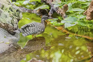 A sunbittern (Eurypyga helias) walks through a shallow creek in a forest searching for food