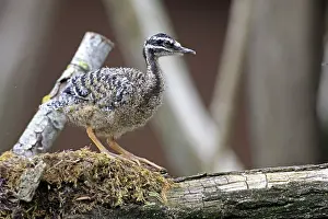 Sunbittern (Eurypyga helias), young bird, on nest