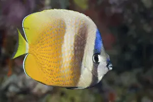 Sunburst Butterflyfish, Chaetodon kleinii