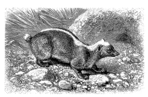 Sunda skunk (Mydaus javanensis)