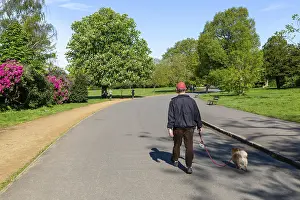 Sunday morning man walking dog