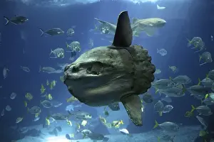 Sunfish (mola mola), Adult