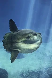 Sunfish (mola mola), Adult