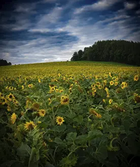 Sunflower field