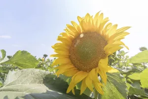 Sunflower, Field of blooming sunflowers