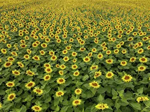 Sunflower field near Holzhausen