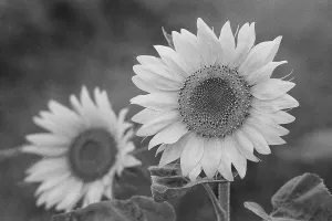 Sunflower field near Pune Maharashtra India Asia 1978