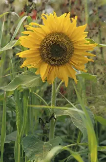 Sunflower (Helianthus annuus)