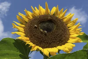 Sunflower (Helianthus annuus), bees collecting nectar