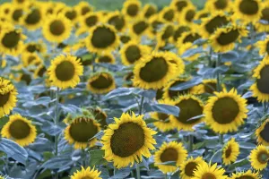 Sunflower (Helianthus annuus) field
