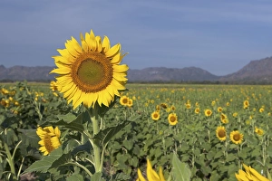 Sunflower (Helianthus annuus) field in Lopburi province
