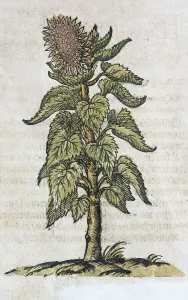Sunflower (Helianthus annuus), hand-coloured woodcut from Kraeuterbuch oder Kreuter-Buch by Adam Lonicer
