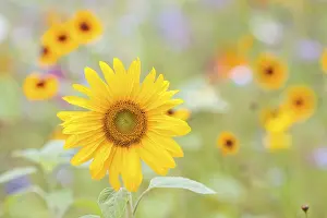 Sunflower (Helianthus annuus), in front of a summer flower meadow